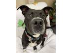 Adopt Tanner a Black Mixed Breed (Large) / Mixed dog in Hamilton, OH (39287428)