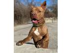 Adopt Castiel a Brown/Chocolate - with White American Pit Bull Terrier / Mixed
