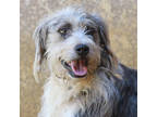 Adopt Scottie a Gray/Blue/Silver/Salt & Pepper Airedale Terrier / Mixed dog in