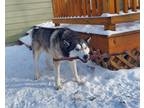 Adopt Blue a Gray/Blue/Silver/Salt & Pepper Siberian Husky / Mixed dog in Boise