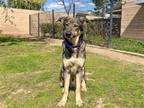 Adopt FREDDIE a Black German Shepherd Dog / Mixed dog in Tustin, CA (41021072)