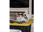 Adopt Kerry a Calico or Dilute Calico Domestic Shorthair (short coat) cat in