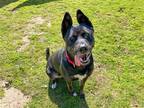Adopt ZORA a Black Akita / Mixed dog in Tustin, CA (40986304)