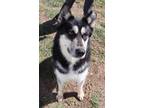 Adopt 83702 Paige a Black Husky / Mixed Breed (Medium) / Mixed (short coat) dog