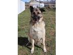 Adopt 83717 Loki a Tan/Yellow/Fawn German Shepherd Dog / Mixed dog in Spanish