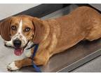 Adopt 160995 a Brown/Chocolate Basset Hound / Mixed dog in Bakersfield