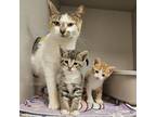 Adopt Samoa a White Domestic Shorthair / Domestic Shorthair / Mixed cat in