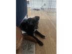 Adopt Mabel a Black - with White Australian Cattle Dog / Labrador Retriever /