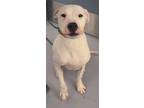 Adopt TATUM a White Dogo Argentino / Mixed dog in Silver Springs, NV (41028622)