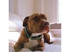 Adopt Buddy a Red/Golden/Orange/Chestnut - with White Pit Bull Terrier / Mixed