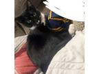Adopt Shadow a Black & White or Tuxedo Domestic Shorthair (short coat) cat in