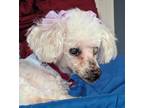 Adopt Tasha a White Maltipoo / Mixed dog in Palm Spring, CA (41031715)