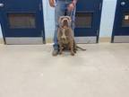 Adopt Atlas K13 3/21/24 a Brindle American Pit Bull Terrier / Mixed Breed