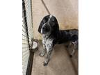 Adopt Cowboy a Tricolor (Tan/Brown & Black & White) Bluetick Coonhound / Mixed