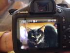 Adopt Dash a Black (Mostly) Domestic Shorthair (short coat) cat in York