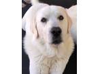 Adopt Connor a White Great Pyrenees / Mixed dog in PLANO, TX (41031666)