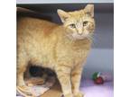 Adopt Camry a Orange or Red Domestic Shorthair / Domestic Shorthair / Mixed cat