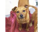 Adopt Angelica Pickles a Red/Golden/Orange/Chestnut Feist / Mixed dog in