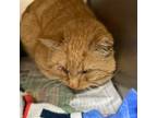 Adopt Lasagna a Orange or Red Domestic Shorthair / Mixed cat in Rowlett
