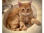 Adopt Kemp Baby a Orange or Red Tabby Domestic Shorthair (short coat) cat in
