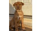 Adopt Peach (M&M) a Black - with White Shar Pei / Mixed Breed (Medium) dog in