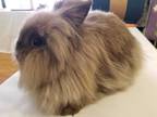 Adopt Poppy a Fawn Lionhead / Mixed (long coat) rabbit in Skippack