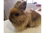 Adopt Fiona a Fawn Lionhead / Mixed (long coat) rabbit in Skippack