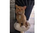 Adopt Heathcliff a Orange or Red Tabby Domestic Shorthair / Mixed (short coat)