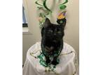 Adopt Liza a All Black Domestic Shorthair / Domestic Shorthair / Mixed cat in