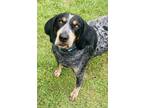 Adopt Boomer a Black Coonhound / Mixed dog in San Antonio, TX (41018365)