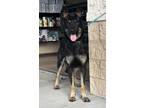 Adopt Texas a Black German Shepherd Dog dog in Alvin, TX (41030742)