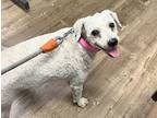 Adopt Pinky - Courtesy post a White Schnoodle / Mixed dog in Redondo Beach