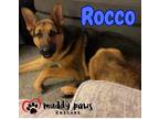 Adopt Rocco (Courtesy Post) a Brindle German Shepherd Dog / Mixed dog in Council