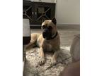 Adopt Nicki a Tan/Yellow/Fawn Presa Canario / Mixed dog in San Diego