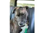 Adopt Tito a Black Mixed Breed (Medium) / Mixed dog in Kyle, SD (41030379)