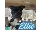 Adopt Ellie (Courtesy Post) a Black - with White Pit Bull Terrier / Mixed dog in