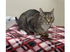 Adopt Percival a Brown or Chocolate Domestic Shorthair / Domestic Shorthair /