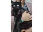 Adopt Blackie a All Black Domestic Shorthair / Domestic Shorthair / Mixed cat in