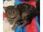 Adopt Calum a Brown Tabby Domestic Shorthair (short coat) cat in Caledon