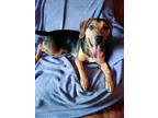 Adopt Henry a Tan/Yellow/Fawn Beagle / Mixed Breed (Medium) / Mixed (short coat)