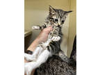 Adopt Bashful a Gray or Blue Domestic Shorthair / Domestic Shorthair / Mixed cat