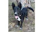 Adopt Candace a Black - with White Border Collie / Mixed dog in Zuni