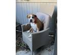 Adopt Favor a Tan/Yellow/Fawn - with White Boxer / Mixed dog in Austin