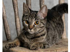 Adopt Pizza a Brown Tabby Domestic Shorthair / Mixed Breed (Medium) / Mixed