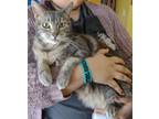 Adopt Janet a Gray or Blue Domestic Shorthair / Domestic Shorthair / Mixed cat