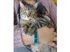 Adopt Astoria a Gray or Blue Domestic Shorthair / Domestic Shorthair / Mixed cat