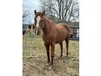 Adopt Faith a Chestnut/Sorrel Quarterhorse / Palomino / Mixed horse in Danville