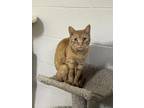 Adopt Rudy a Orange or Red Domestic Shorthair / Mixed Breed (Medium) / Mixed