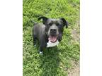 Adopt Pepper a Black American Pit Bull Terrier / Boxer / Mixed (short coat) dog