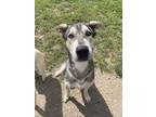 Adopt DJ a Merle Alaskan Klee Kai / Great Dane / Mixed (short coat) dog in St.